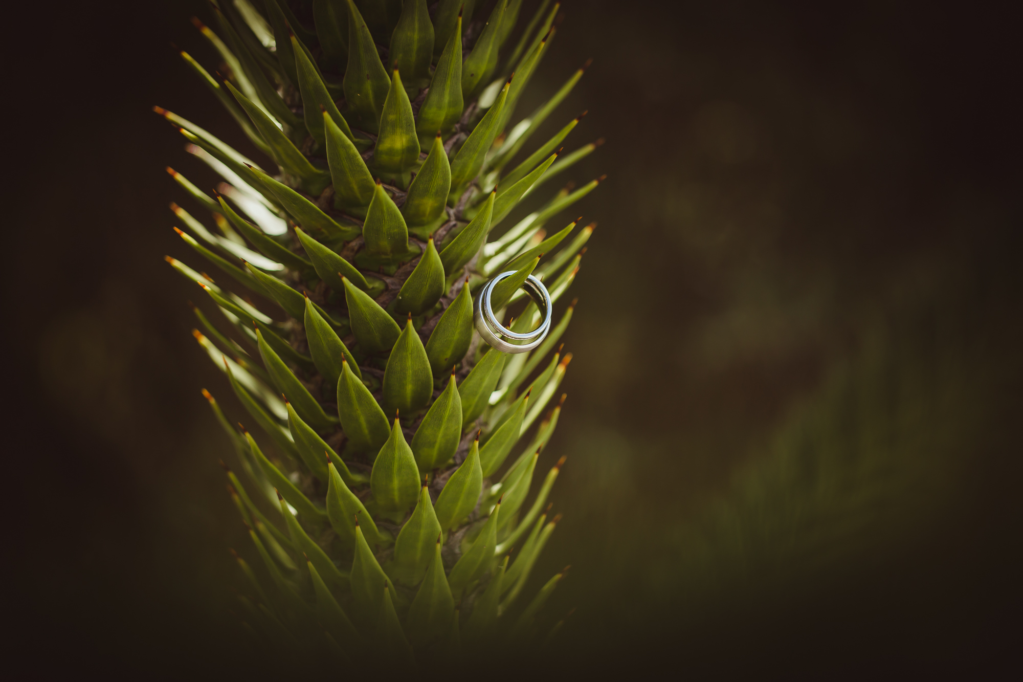 Hochzeit Hoher Darsberg-3